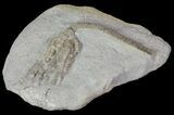 Bargain, Pachylocrinus Crinoid Fossil - Crawfordsville, Indiana #68493-2